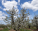 Orchard Blossom 111